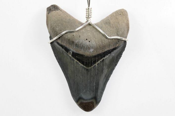 Fossil Juvenile Megalodon Tooth Necklace - Serrated #241982